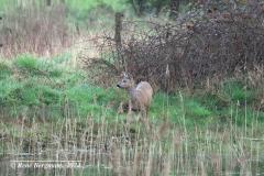roe deer / ree (Capreolus capreolus)