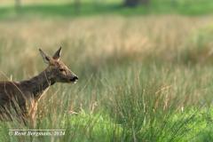 roe deer / ree (Capreolus capreolus)