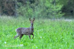 roe deer / ree (Capreolus capreolus)