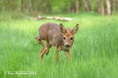 roe deer / ree (Capreolus capreolus)