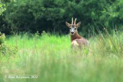 roe deer / ree (Capreolus capreolus)