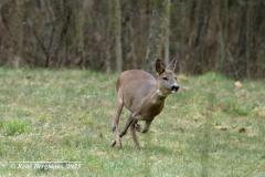 roe deer / ree (Capreolus capreolus)