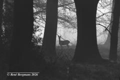 roe deer / ree (Capreolus capreolus)