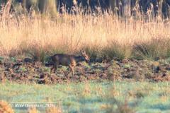 roe deer / ree (Capreolus capreolus)