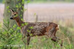 roe deer / ree (Capreolus capreolus)