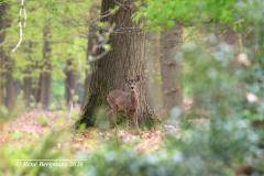 roe deer / ree (Capreolus capreolus)