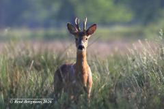 roe deer / ree (Capreolus capreolus)