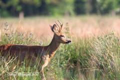 roe deer / ree (Capreolus capreolus)