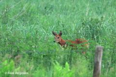 roe deer / ree (Capreolus capreolus)