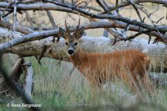 roe deer / ree (Capreolus capreolus)