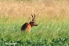 roe deer / ree (Capreolus capreolus)