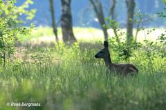 roe deer / ree (Capreolus capreolus)