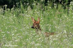 roe deer / ree (Capreolus capreolus)