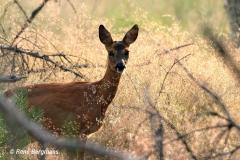 roe deer / ree (Capreolus capreolus)