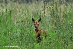 roe deer / ree (Capreolus capreolus)
