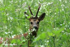 roe deer / ree (Capreolus capreolus)