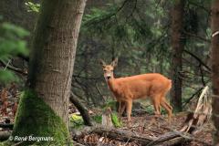 roe deer / ree (Capreolus capreolus)