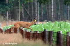 roe deer / ree (Capreolus capreolus)