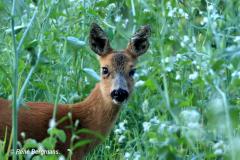 roe deer / ree (Capreolus capreolus)