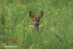 roe deer / ree (Capreolus capreolus)