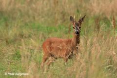 roe deer / ree (Capreolus capreolus)