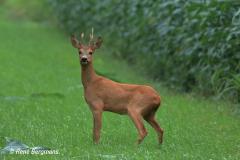 roe deer / ree (Capreolus capreolus)