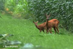 roe deer / ree (Capreolus capreolus)