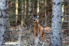 roe deer / ree (Capreolus capreolus)