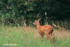 roe deer / ree (Capreolus capreolus)