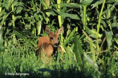 roe deer / ree (Capreolus capreolus)