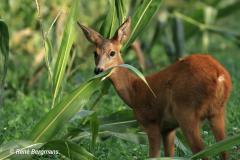 roe deer / ree (Capreolus capreolus)