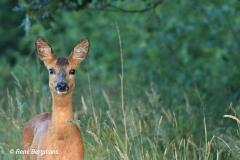 roe deer / ree (Capreolus capreolus)