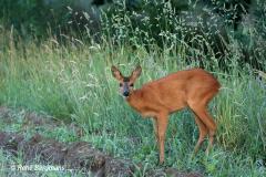 roe deer / ree (Capreolus capreolus)