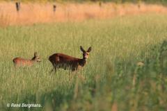 roe deer / ree (Capreolus capreolus)