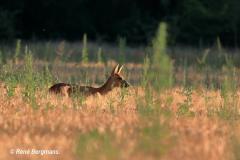 roe deer / ree (Capreolus capreolus)