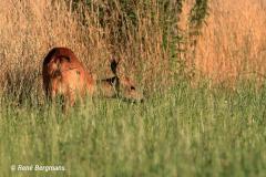 roe deer / ree (Capreolus capreolus)