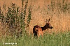 roe deer / ree (Capreolus capreolus)