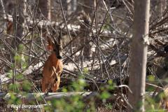 roe deer / ree (Capreolus capreolus)