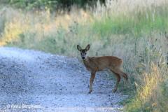 roe deer / ree (Capreolus capreolus)