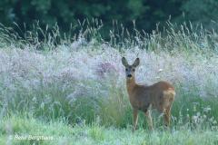 roe deer / ree (Capreolus capreolus)