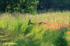 roe deer / ree (Capreolus capreolus)