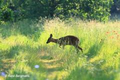roe deer / ree (Capreolus capreolus)