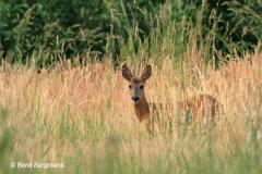 roe deer / ree (Capreolus capreolus)