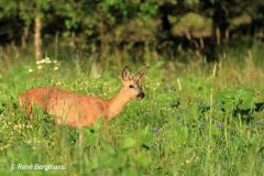 roe deer / ree (Capreolus capreolus)