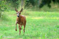 roe deer / ree (Capreolus capreolus)