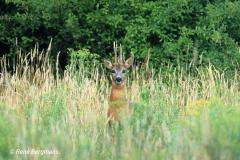 roe deer / ree (Capreolus capreolus)