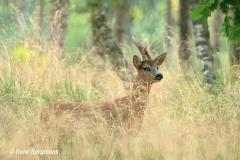 roe deer / ree (Capreolus capreolus)