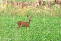 roe deer / ree (Capreolus capreolus)