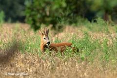roe deer / ree (Capreolus capreolus)