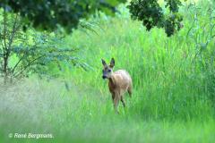 roe deer / ree (Capreolus capreolus)